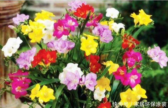 家里养此款花卉,被称为花卉界的劳模,开花漂亮一年不停