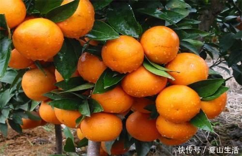 白发|女生不想黄脸婆，常吃3种食物，没白发抗衰老，50岁不显老