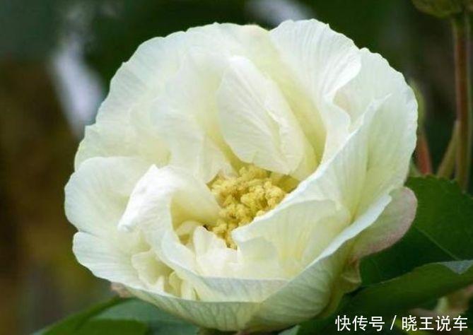 适合庭院养护的几款花,花姿妖娆,阳台开花变温馨小花园