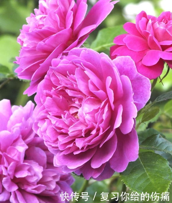 牡丹花|喜欢养护花卉,就选择3种花卉,花色绚丽,花朵端庄,妖娆美丽