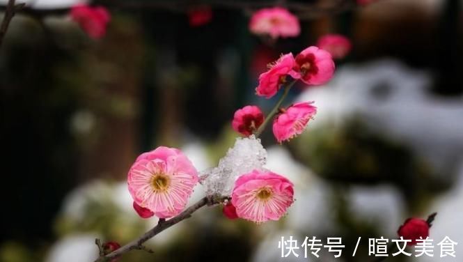 腊梅|下雪才好看的3种花，想让花开的美，别早早搬入室内