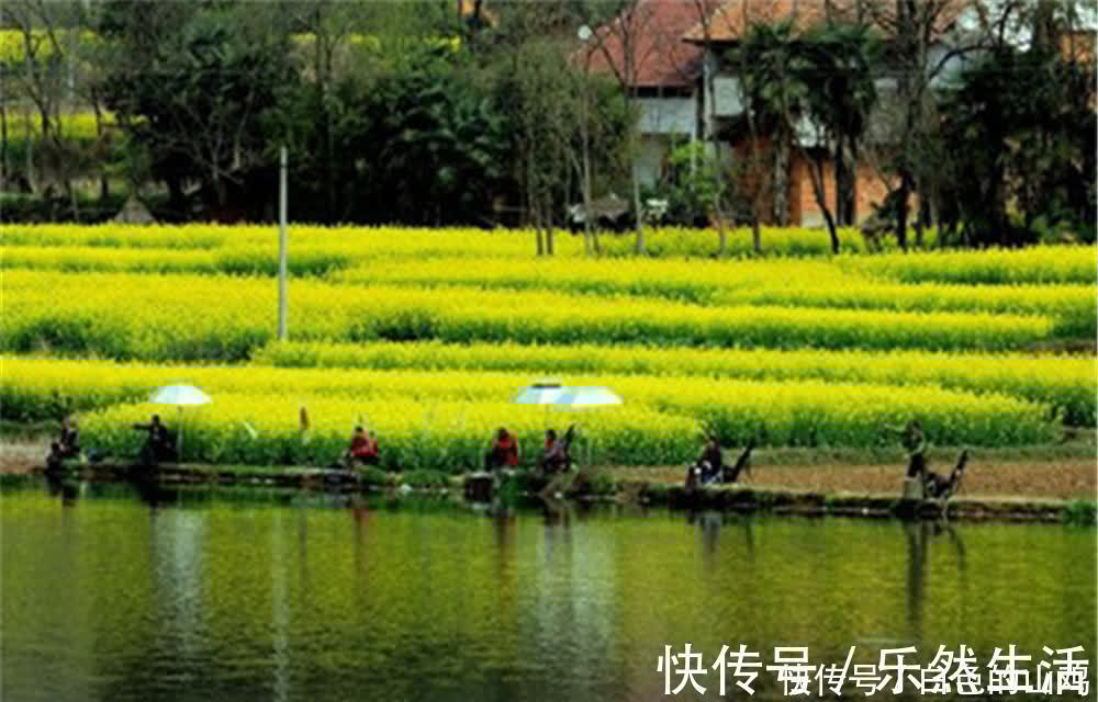 在有水草的地方钓鲫鱼,钓点不能随意选择,有时候明水中鱼更多