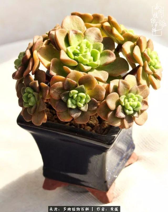 养了三年多肉,终于明白佛系养肉才是王道!