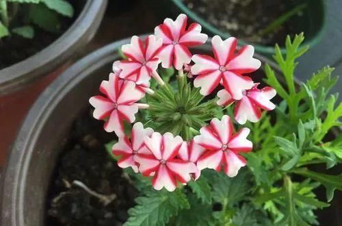  开出漂亮|冬天养3种耐冻花，0℃还在开花，过年红火、喜庆