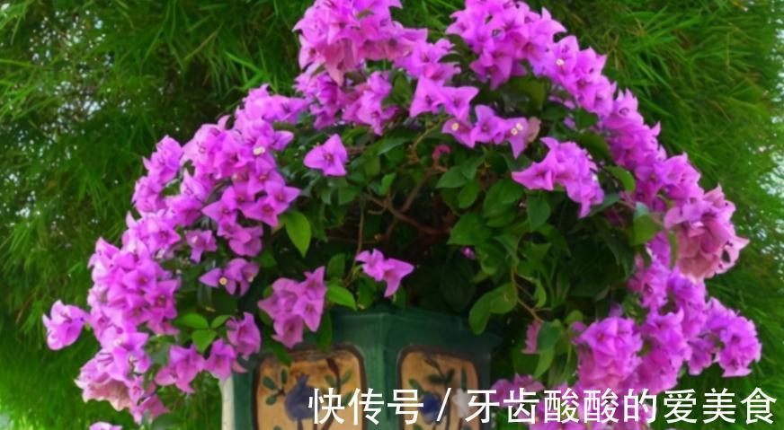 冬天盆栽这4样植物,“懒养”比“勤养”好,不信你试试