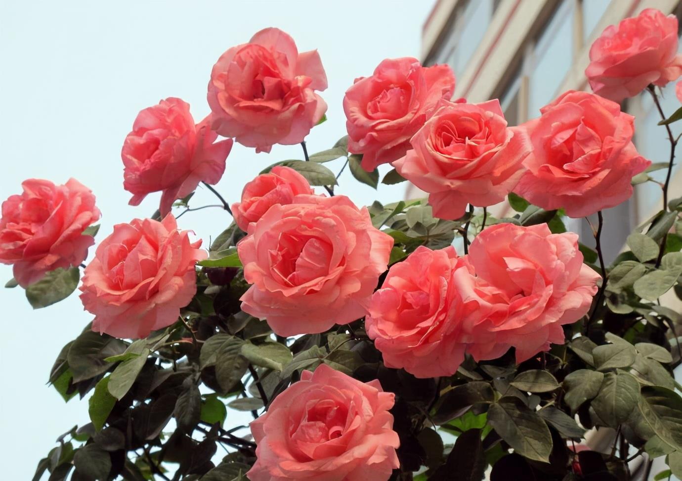 漂亮|5种漂亮花,5月快剪“花箭”,撒点营养肥,花苞又挤满盆