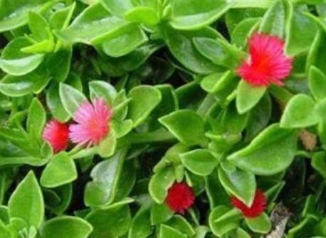 野菜|农村路边有野菜,可以治疗高血压、高血糖和心血管疾病。