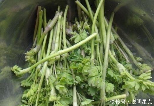 猫爪菜|农村被称为“猫爪草”,现在成了城里热门野菜,卖50元一斤