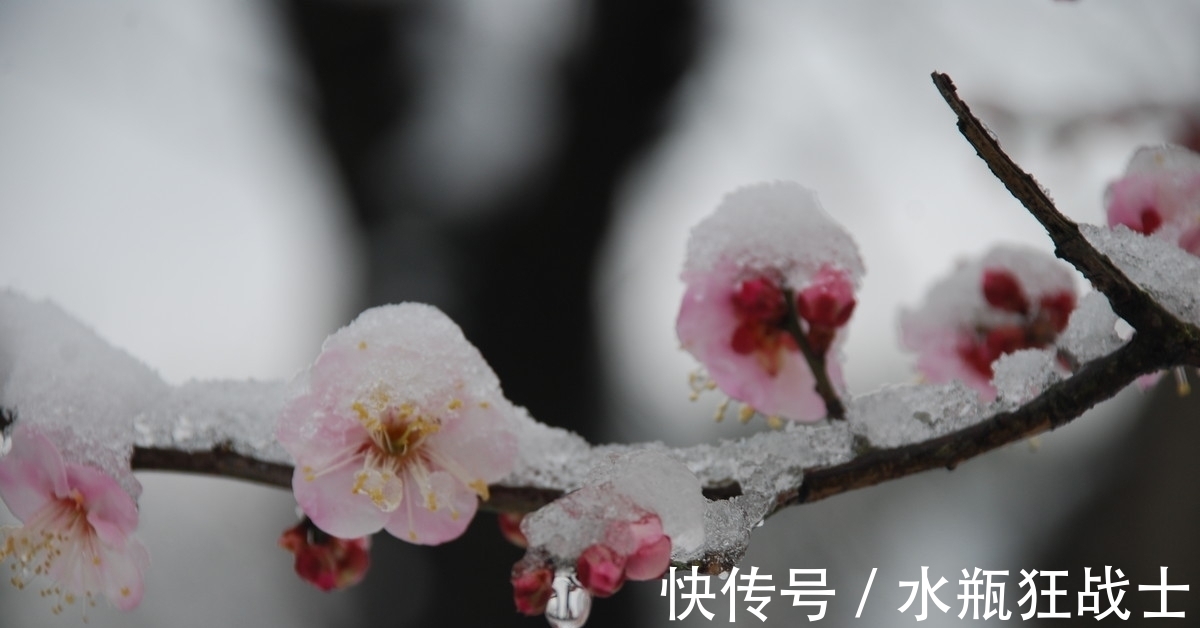 柳宗元@寒冬早梅诗四首,一树寒梅白玉条,疑是经冬雪未销