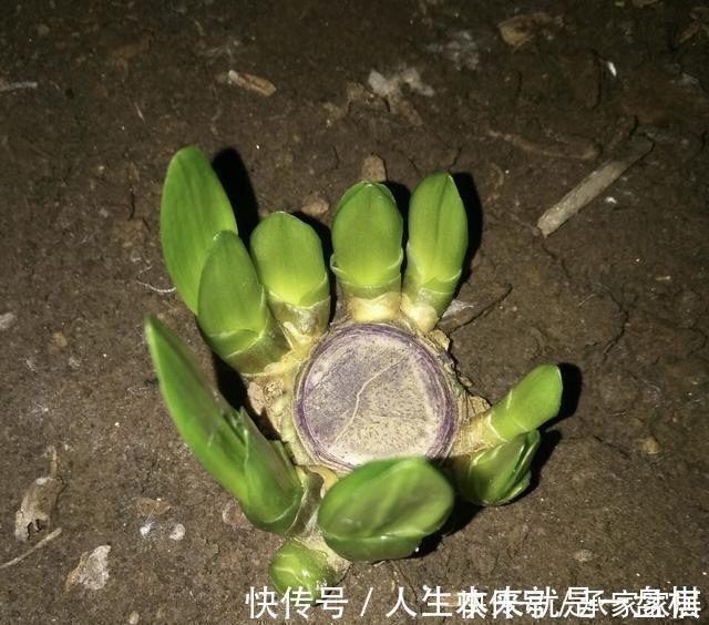 李大姐养君子兰，开春切一刀，养60天，冒出9个芽，要爆盆了