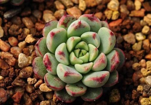 多肉植物|多肉是水浇多了,还是干死了,怎么分辨?