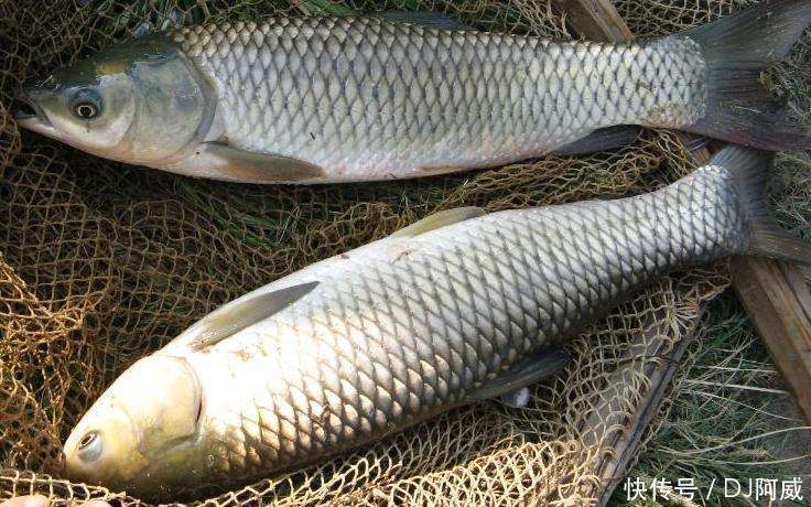 晚春钓鱼的秘诀,做到四钓四不钓,大鱼小鱼都能钓