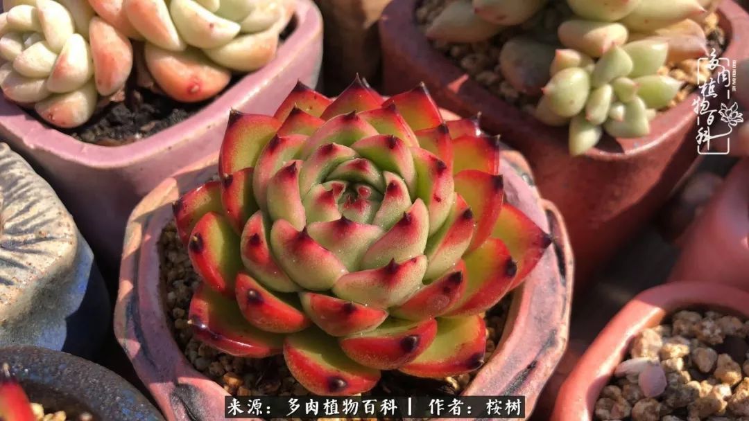 多肉度夏经验谈四季皆露养，兢兢业业养肉三年半！