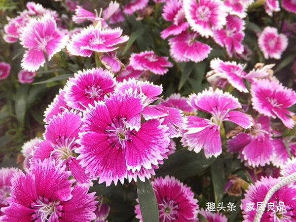 植株|“病菌”超怕的5种花，家里养一盆，老人、小孩“少生病”