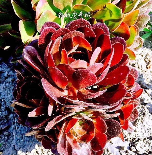 【多肉盛宴】你还傻傻的分不清法师品种吗百合莉莉属于法师