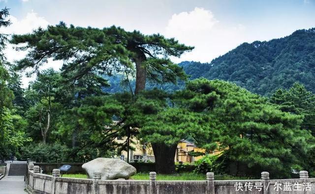 紫藤树|现在还存在的中国8大古树，历经千年不倒，最老一棵有4000多岁