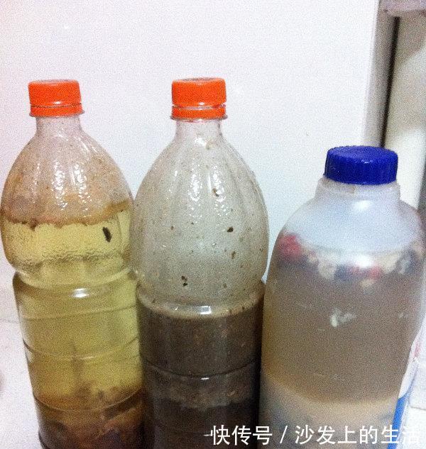 鱼肠|秋冬土里掺点它，君子兰，蟹爪兰，疯狂开花，叶子绿出油