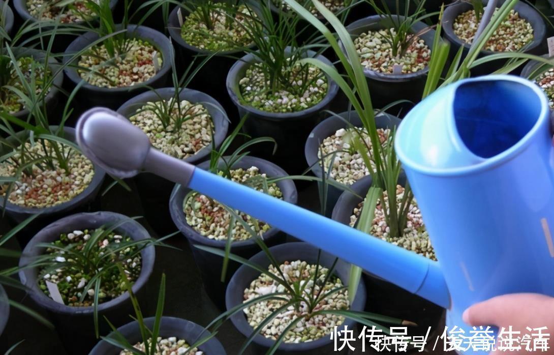 嗖嗖|养兰花“第一步”,做好了,花箭嗖嗖冒,越长越顺利