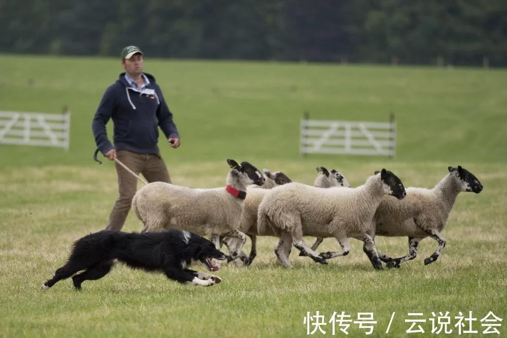 自从养了边境牧羊犬，对其他狗就不感”