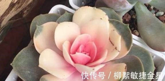 回家|现在逛花市遇到这五种花，转头就走不要买！买回家也养不活！