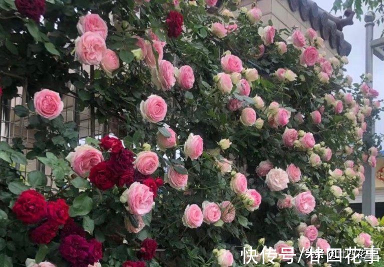 6种花要“春化”,低温冻冻才开花,冬天太暖和,春天不见花