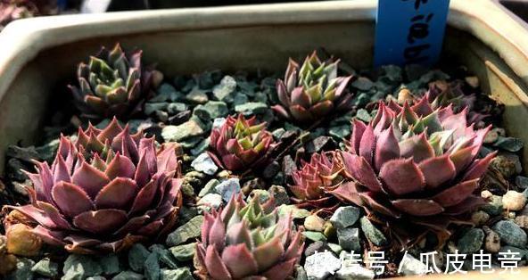 20种多肉推荐给大家,美图美肉,那种多肉你最喜欢