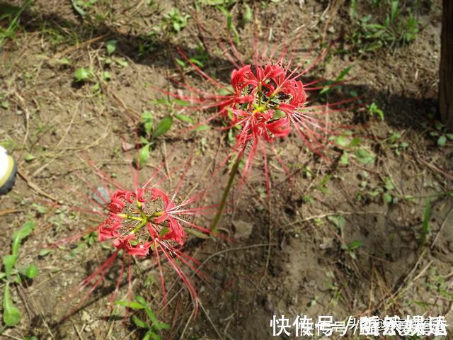 植物|开花不见叶，花叶生生世世永不能相见的植物，还有一个好听的名字