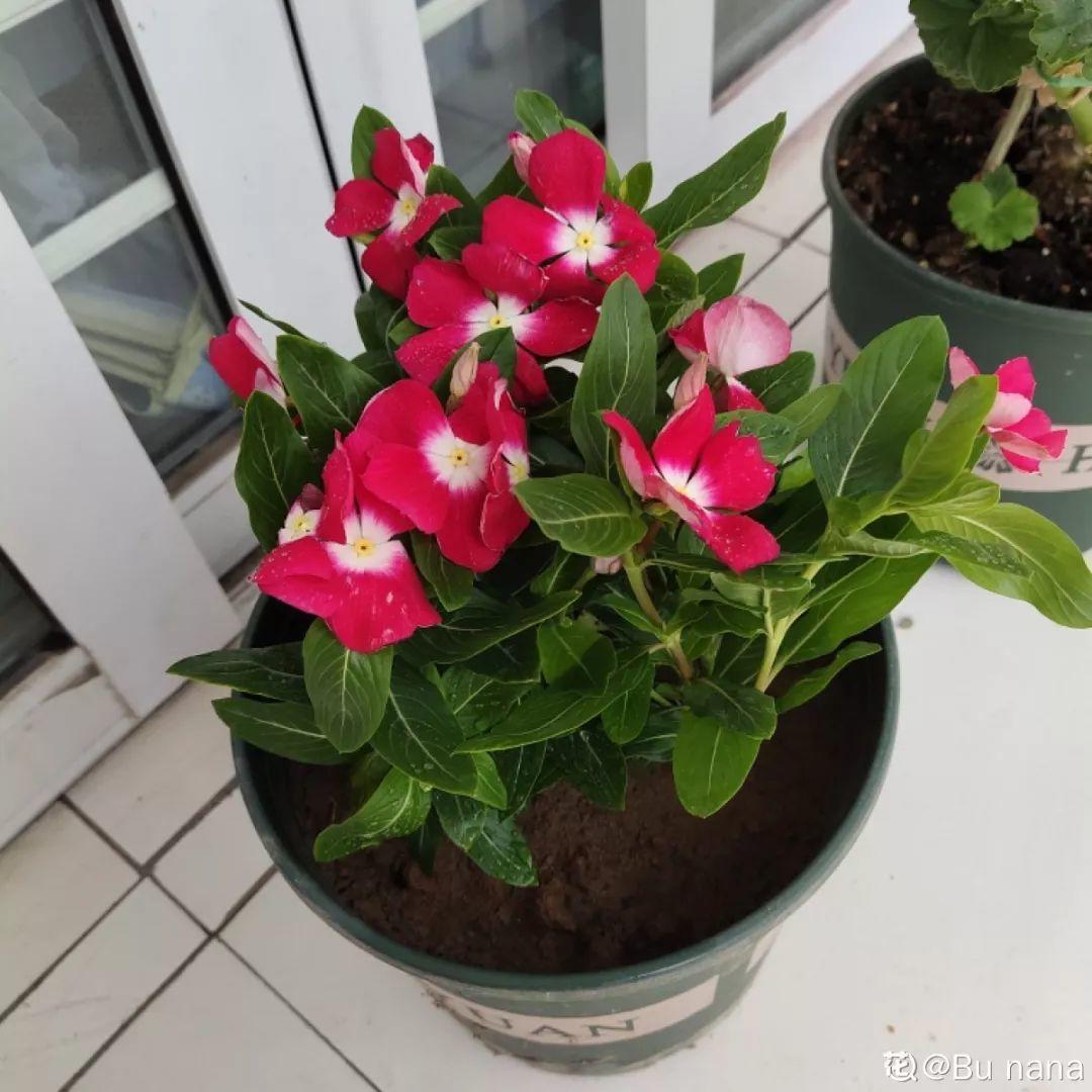 身价|5块钱一盆的花,养1年变老桩,身价翻了上百倍!