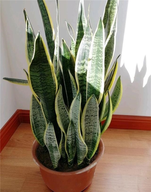 虎皮兰喜欢吃“白色”小颗粒,30天喂一次,新芽挤破盆