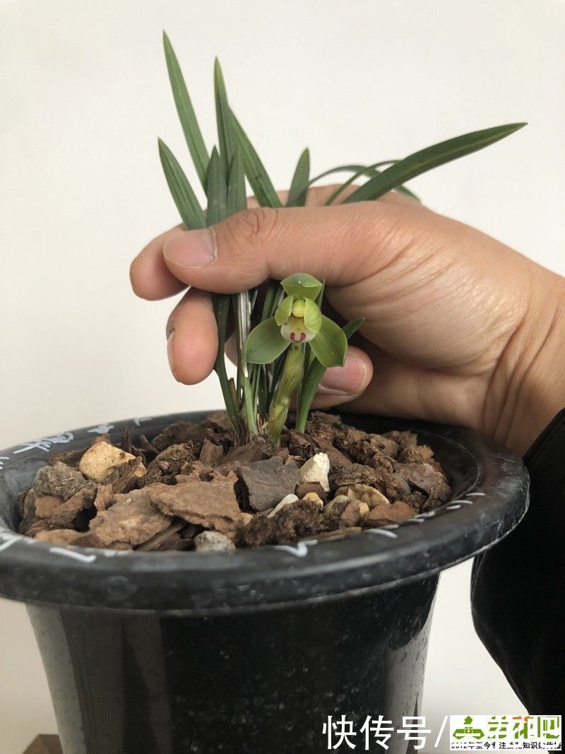 兰友|探索兰花开品好的方法