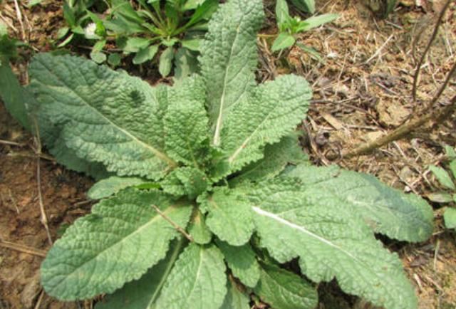 路邊很常見的“止咳草”，名字不好聽，止咳有奇效，你或許見過