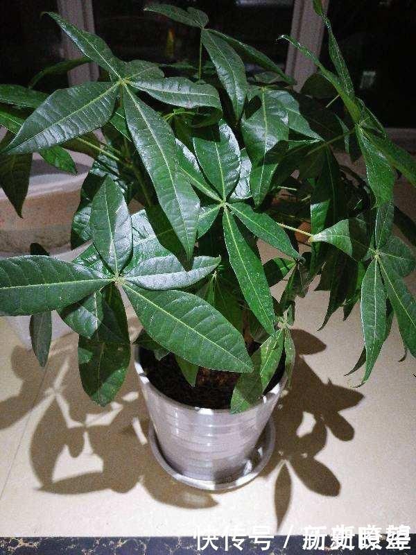 鸭掌木|文竹掐个枝，找个瓶子插水里，三天就冒小笋芽
