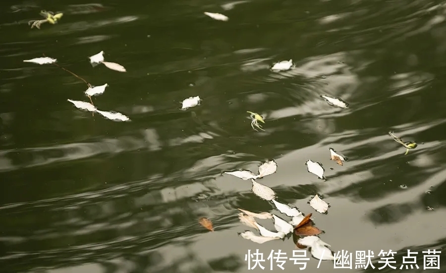 普通话|方言,正在死亡