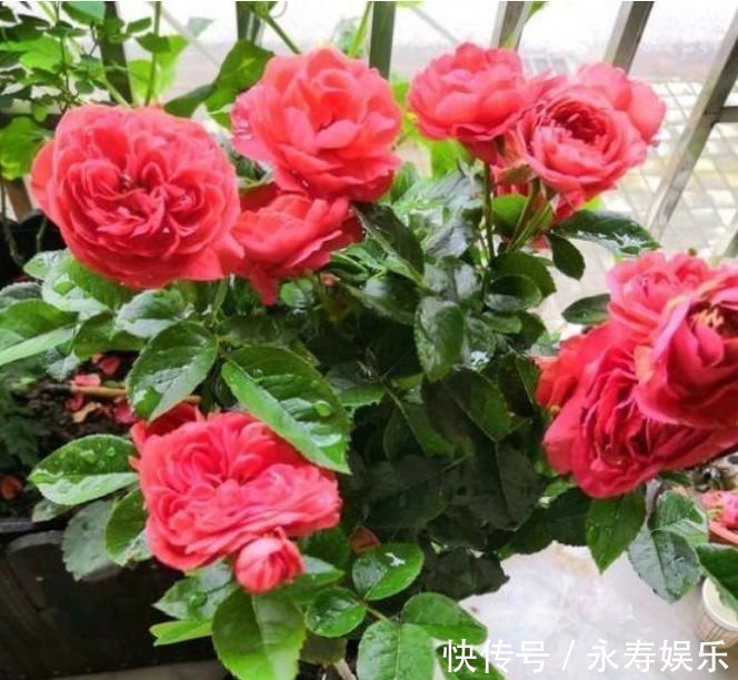 杜鹃花|此款花卉，好养易爆盆，一年到头开不停，天天看“花海”！