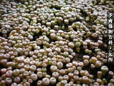 会开花的“石头”番杏科多肉植物“生石花”的养护心得！