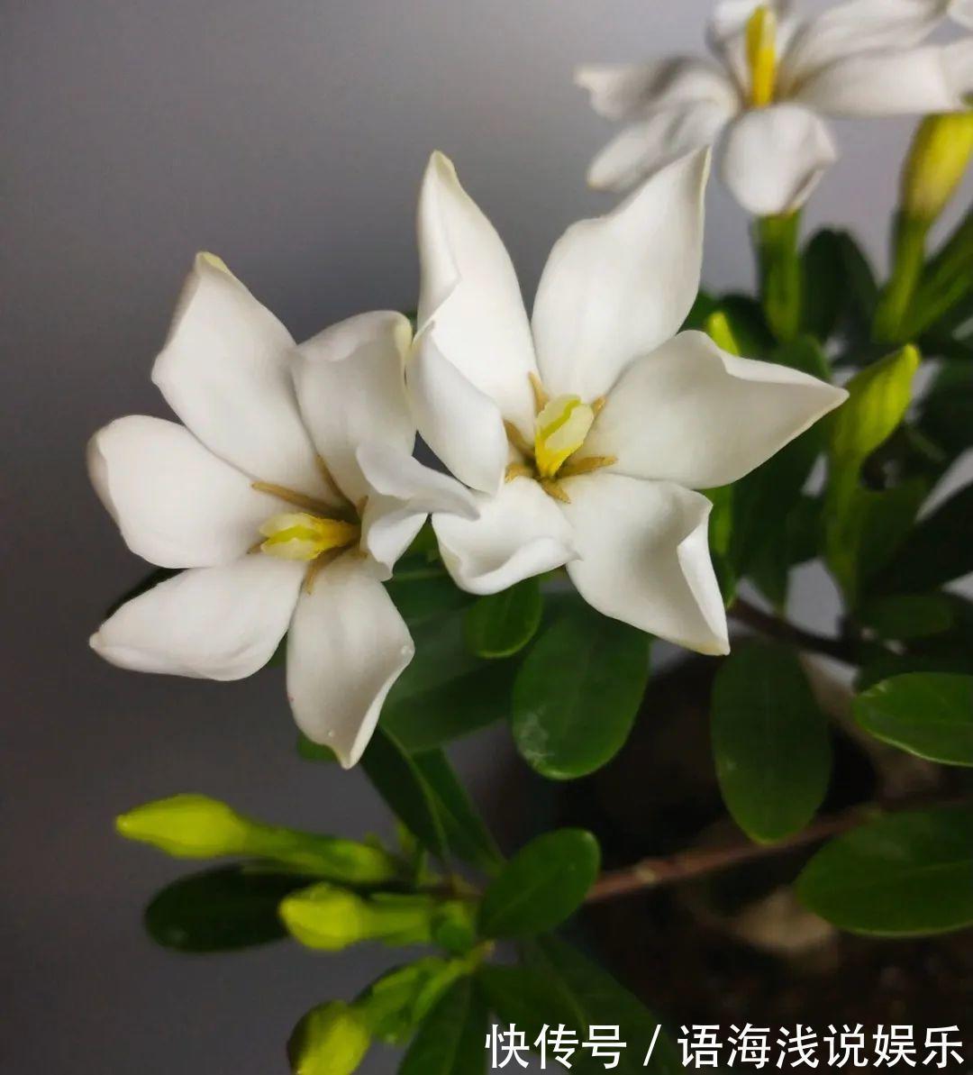 君子兰越小越值钱,养了4年,只有硬币大!