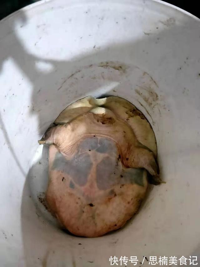 养殖|上海淀山湖,雨中有大甲鱼爬上岸,被钓鱼人捉住,钓鱼人:沉得很