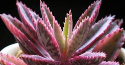 5种多肉,皮实又好养,独苗变老桩,长出状态美极了