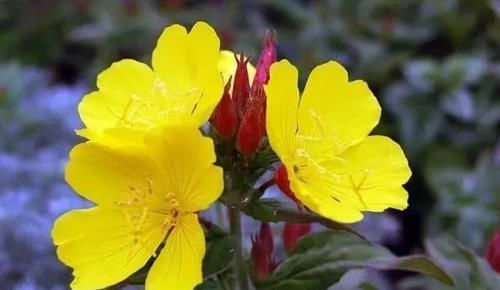 极其耐旱|这些特耐旱的盆栽植物,养室内干旱几周都不会挂