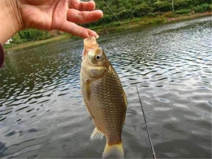 钓友|日本“假鲫鱼”入侵我国,比真鲫鱼还受欢迎,钓友一次钓一桶