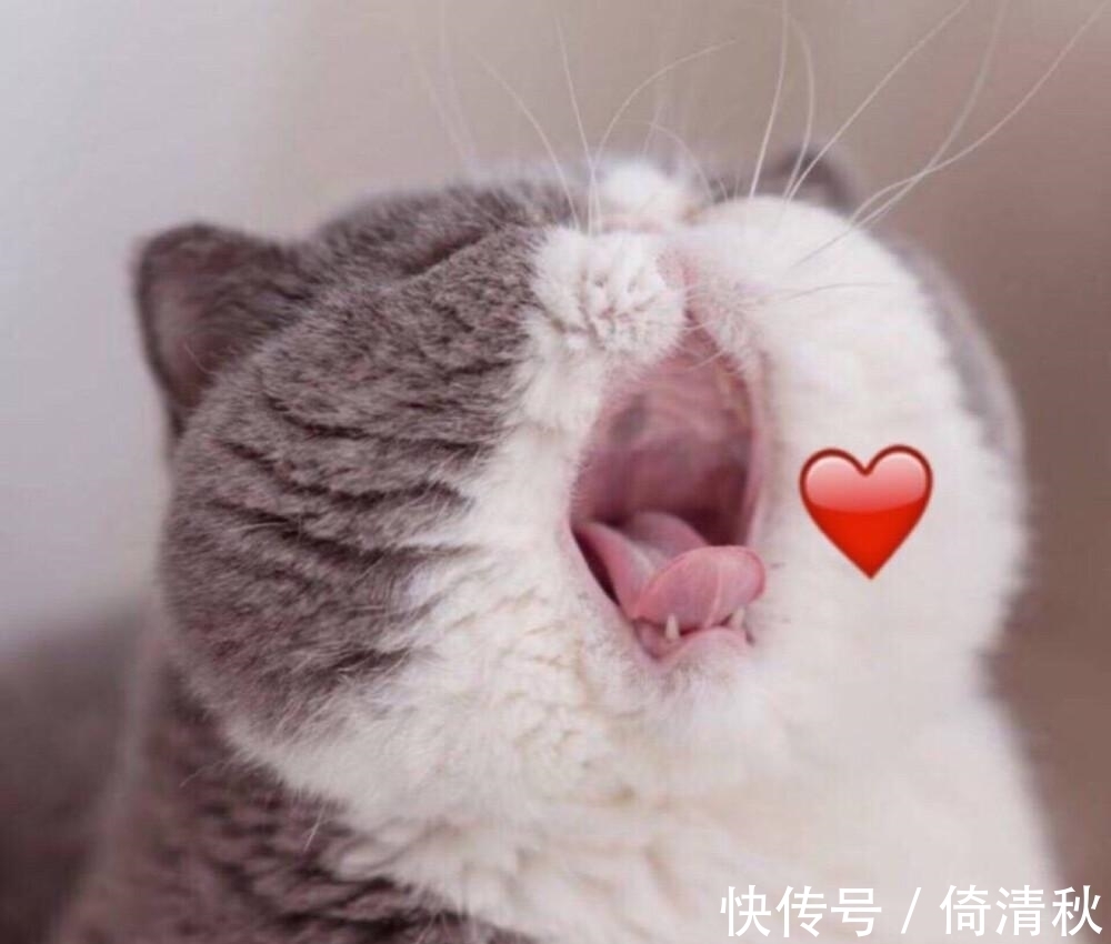 二次元|现实里的喵星人这么可爱,当画师将它们变成二次元后,更萌呆了