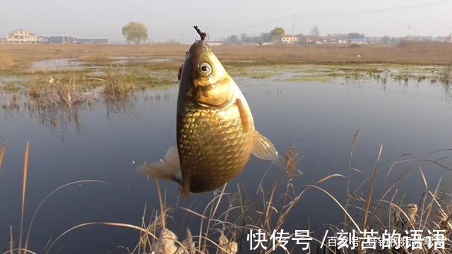 浮漂|两个小时钓五斤鲫鱼，因为我发现了这一点，然而很多人不知道