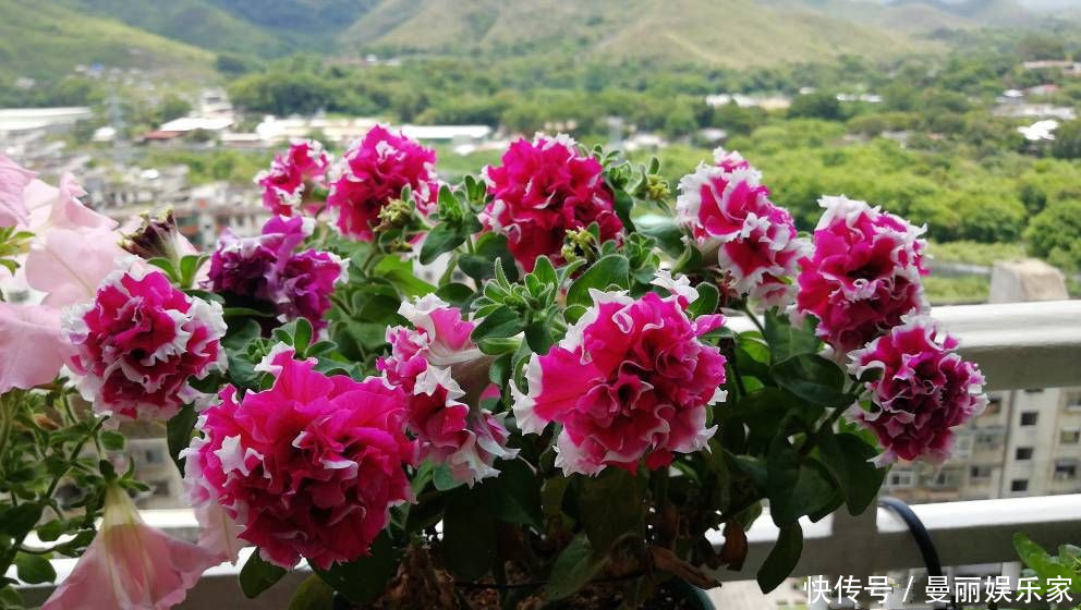 光照|新手养花选这种，好养易活，花美似牡丹，全年开花不停，值得入手