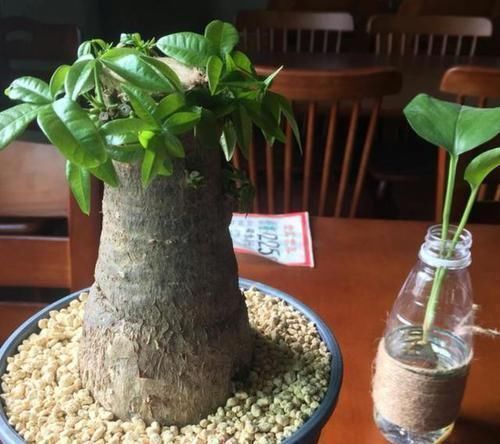 养花|聪明人养花就养3种,可镇宅招财、有益健康,养护也省心