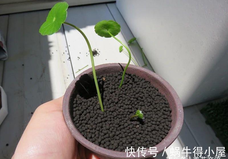新手|水陆两栖的铜钱草,掌握三大技巧,园艺新手也能养好它