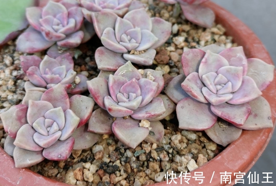 姬胧月|初冬养多肉,有这4款别急着往屋里搬,冻一冻,茎叶更肥美