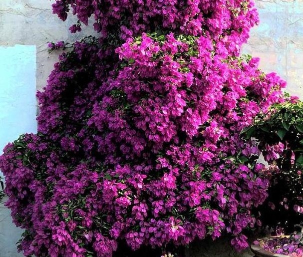 4月养三角梅开花少用上2粒“感冒药”，根系强壮，开花1000朵！