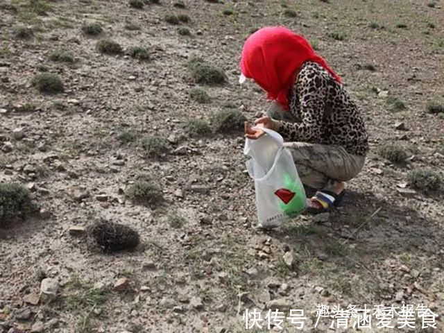 野菜|曾是我国古代贡品，却因采挖2两要糟蹋10亩地，如今成“禁菜”