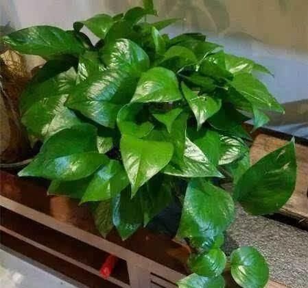  叶片|养绿萝不爆盆，用几粒这个，绿叶子挤满盆，大如手掌，蹭蹭长