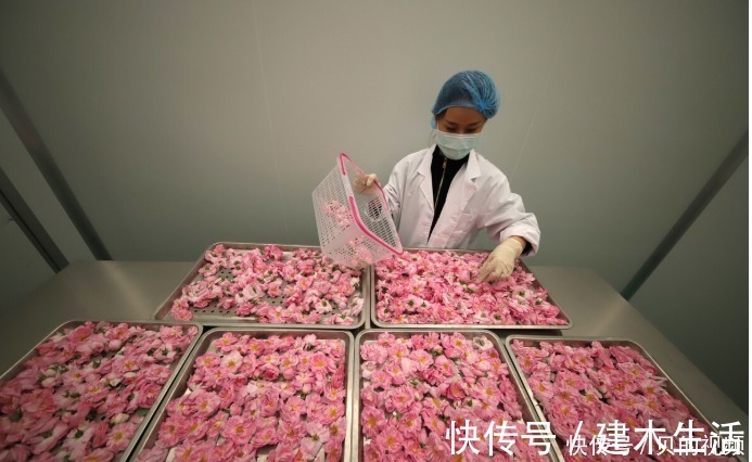 禁忌|玫瑰花泡茶有什么禁忌？喝玫瑰花茶有什么好处和功效？中医告诉你